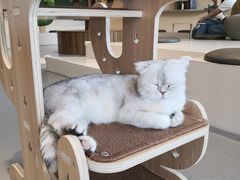 -飞行喵MR PILOT|猫舍·猫咖(静安大融城店)