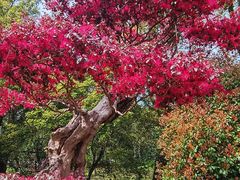 -上海共青森林公园