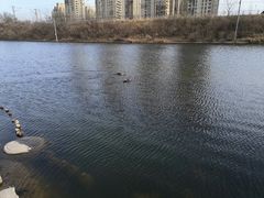 -前关湿地公园