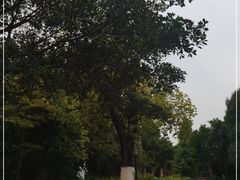 -大渡口区义渡公园