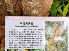 -中国科学院西双版纳热带植物园