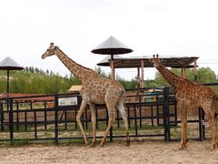 -鄂尔多斯野生动物园