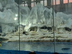 -帝企鹅自助餐厅•儿童岛•真企鹅(长隆企鹅酒店)