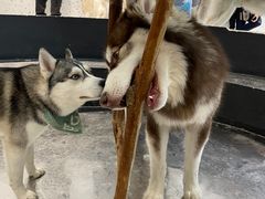 -Husky Go!哈士奇体验馆·宠物咖啡厅狗咖