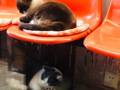 -猫咪博物馆(顶澳仔猫街店)