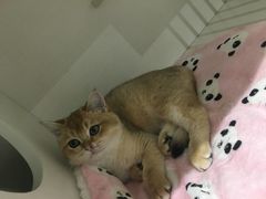 -东方名猫馆·英短金渐层布偶猫舍(环线广场1号楼店)