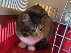 -御宝贝·A梦猫科宠物医院(国际猫友好医院)