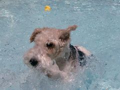 -帕帕拉兹宠物(亚洲旗舰店)