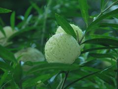 -中国科学院华南植物园