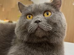 -COLOR PETS 撸猫馆·购猫·猫咖(长风大悦城店)