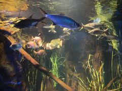 -悉尼海洋生物水族馆