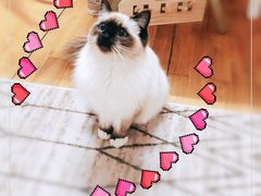 -十年猫舍·猫咪专门店(普陀店)