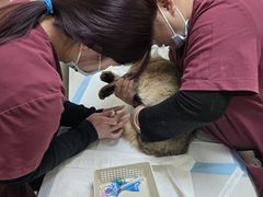 -纳吉亚猫专科动物医院博雅分院