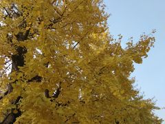 -百林公园-两江幸福广场