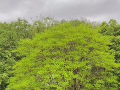 -杭州西溪喜来登度假大酒店