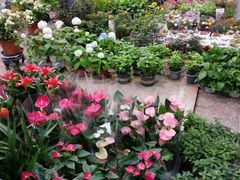 -双季花艺园艺市场(浦东店)