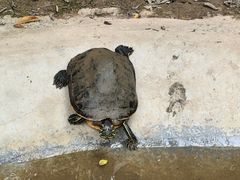 -广州长隆飞鸟乐园