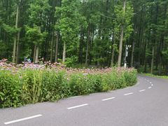 -黄海国家森林公园