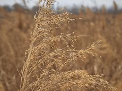 -野鸭湖国家湿地公园