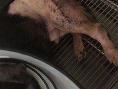 -申普宠物医院·眼科·心内科·影像科(普陀分院)