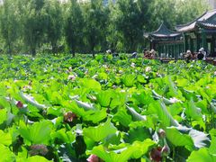 -莲花池公园