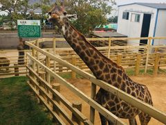 -西霞口神雕山野生动物世界