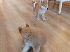 -柴犬小屋·柴餐厅·狗咖食堂(金鼎广场店)