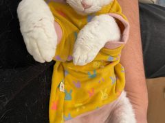 -猫腻·猫咖·撸猫馆(星光大道店)
