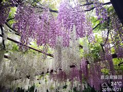 -嘉定紫藤园