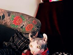 -宠爱国际动物医院·消化内科·心肾内科·ISFM猫友好(望京店)