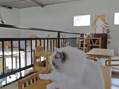 -豆逗聊愈猫阁Easy Life