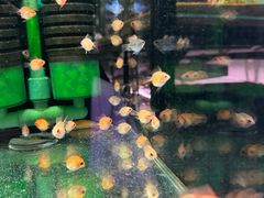 -武汉花鸟市场
