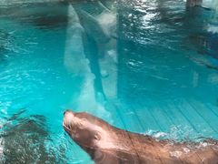 -海合安成都极地海洋公园