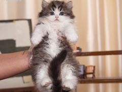 -小猫来了·猫舍(红山六九七九店)