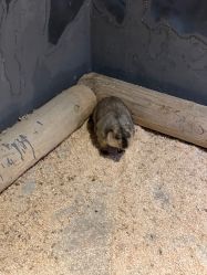 -酷嗒动物文化乐园(cutezoo西溪乐天城店)