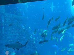 -亚特兰蒂斯•OSSIANO奥西亚诺海底餐厅