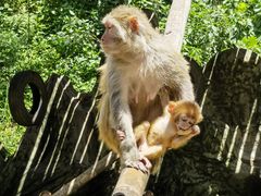 -西双版纳原始森林公园