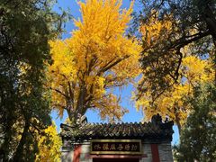 -泰山风景名胜区-普照寺