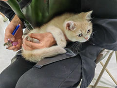 -唐小姐の猫狗洗护·购宠旗舰店(周浦万达店)