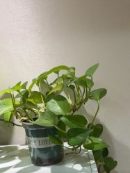 -玛尼瑜伽·普拉提