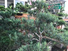 -龙大花卉苗木市场