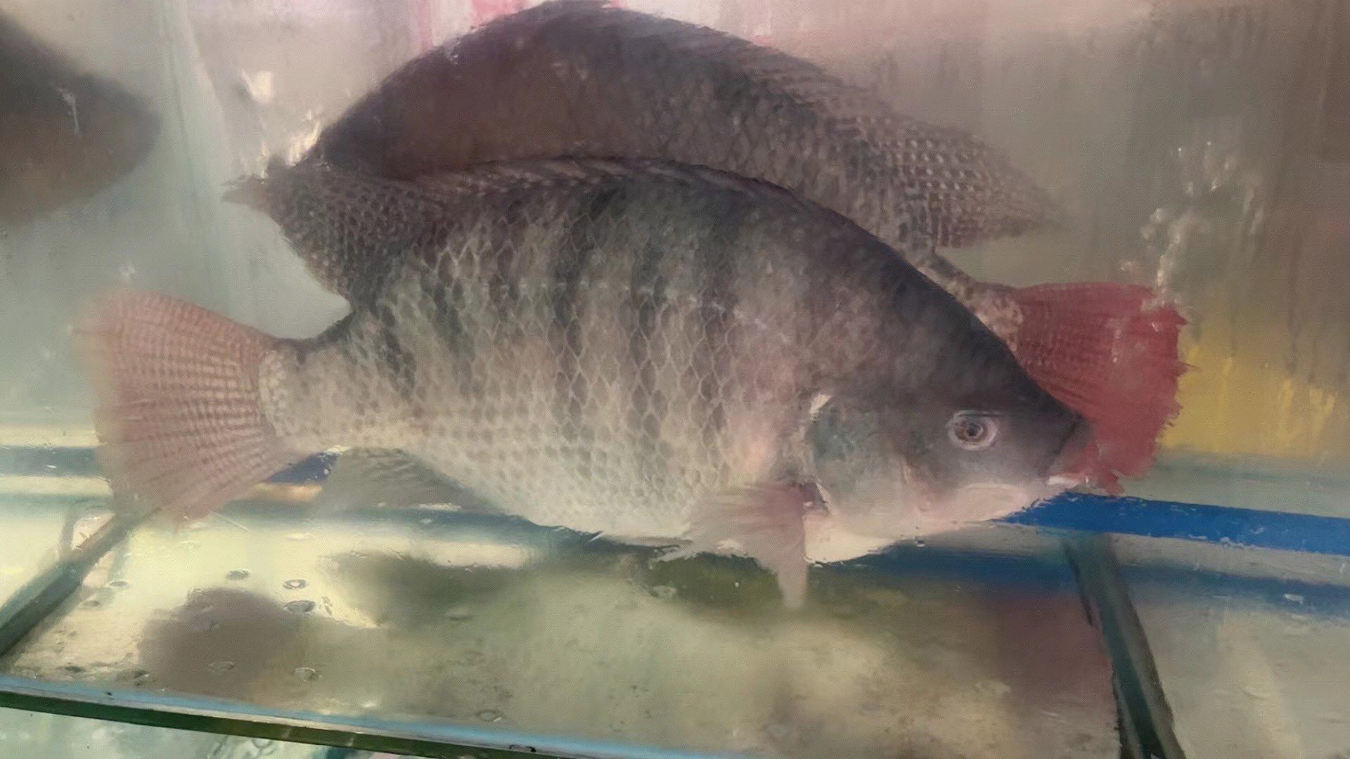 朋友们都说味道好.今天我们6个人去点了罗非鱼刺身.师傅刀功也很好.