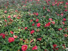 -白塘生态植物园