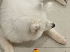 -共舞时光猫咖·狗咖(新街口店)