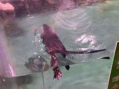 -正佳雨林生态植物园