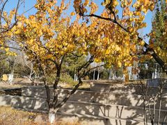 -永定河休闲森林公园