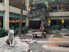 -白虎自助餐厅·真老虎·景观自助餐厅(广州长隆酒店)