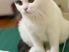 -西安京西宠物医院·瘫痪·疑难杂症