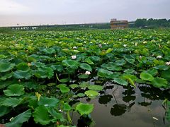 -荷塘月色湿地公园·向阳花洲