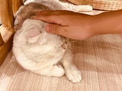 -飞行喵MR PILOT|猫舍·猫咖(静安大融城店)